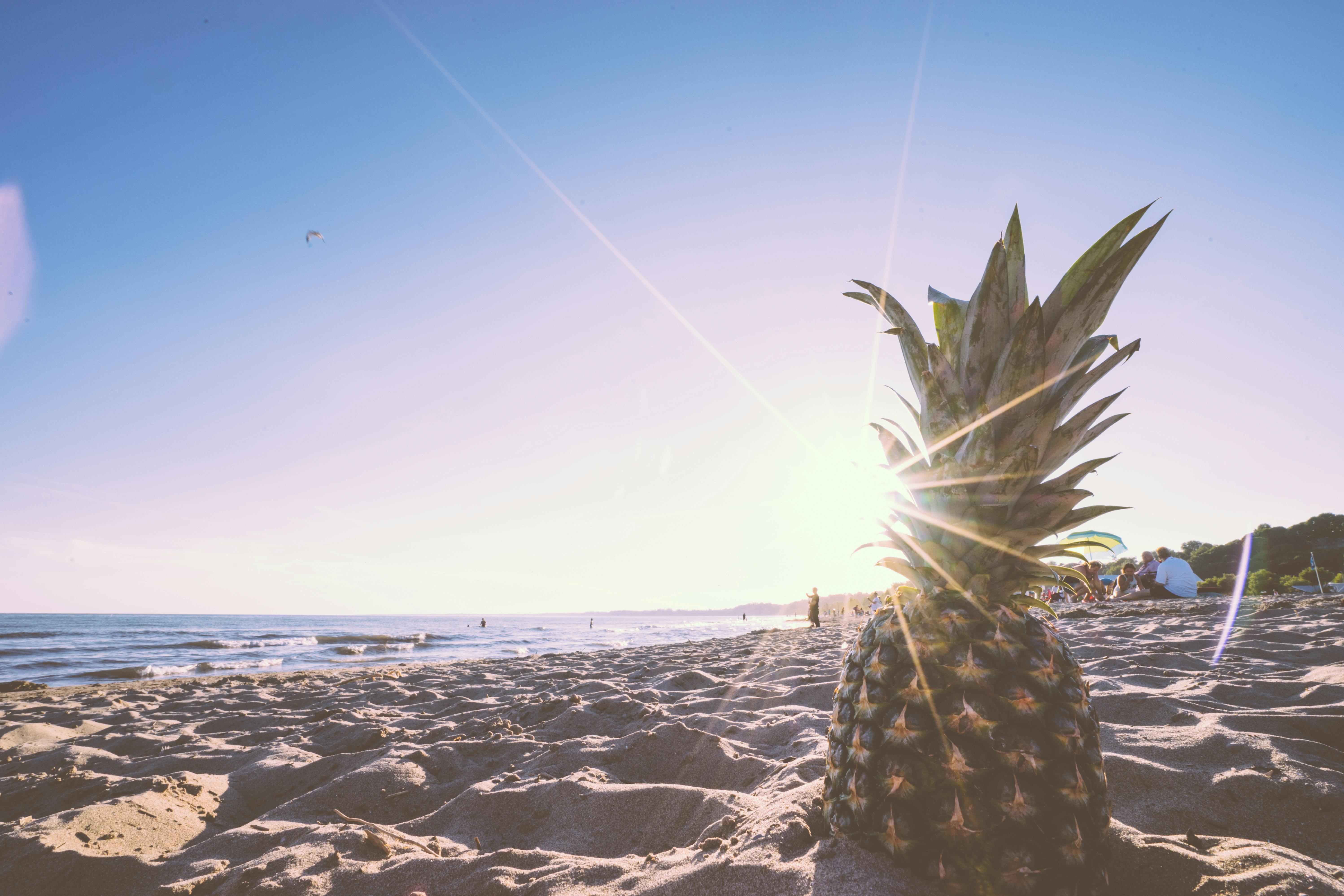 Free stock photo of beach, beachlife, fruit