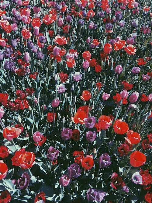 Free stock photo of field of flowers, flowers, red flowers