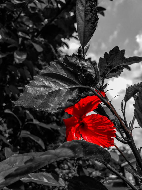 Free Bleeding hibiscus  Stock Photo