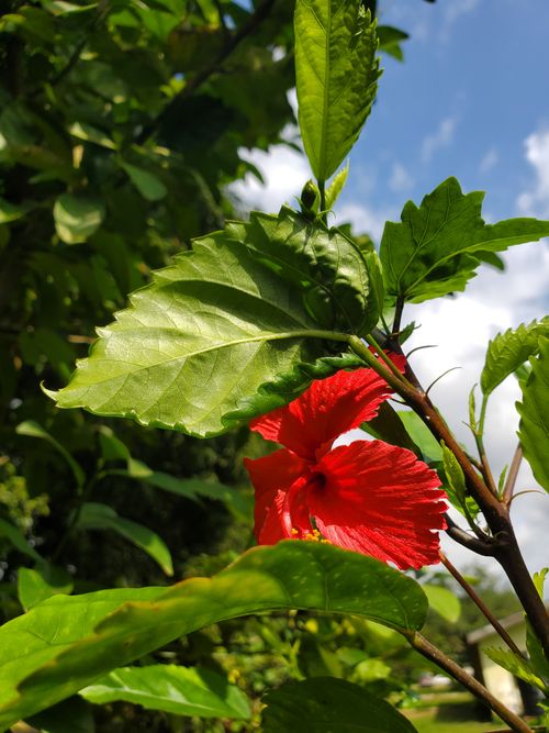 Free Beautiful hibiscus  Stock Photo