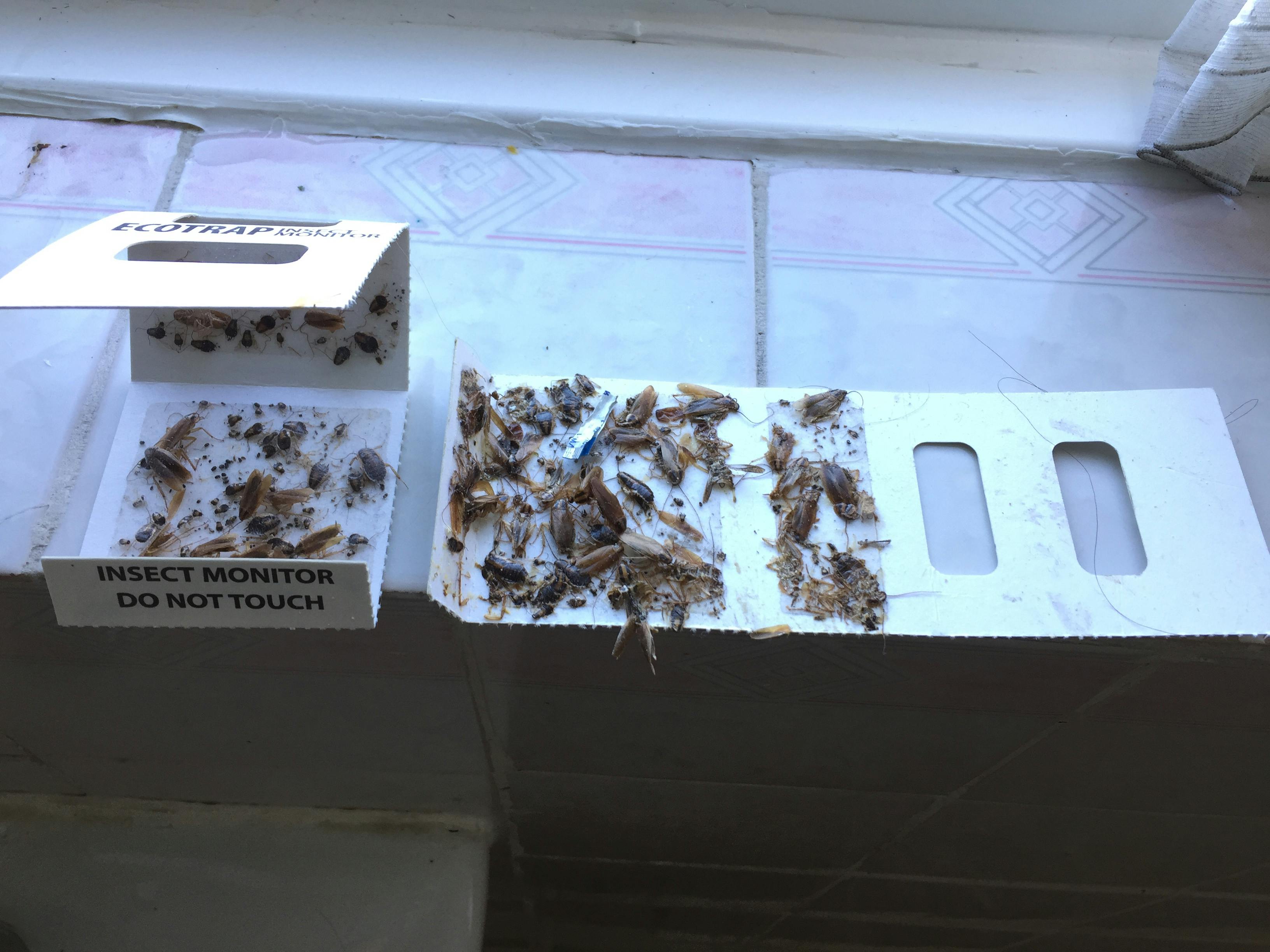 Free stock photo of cockroaches, roaches