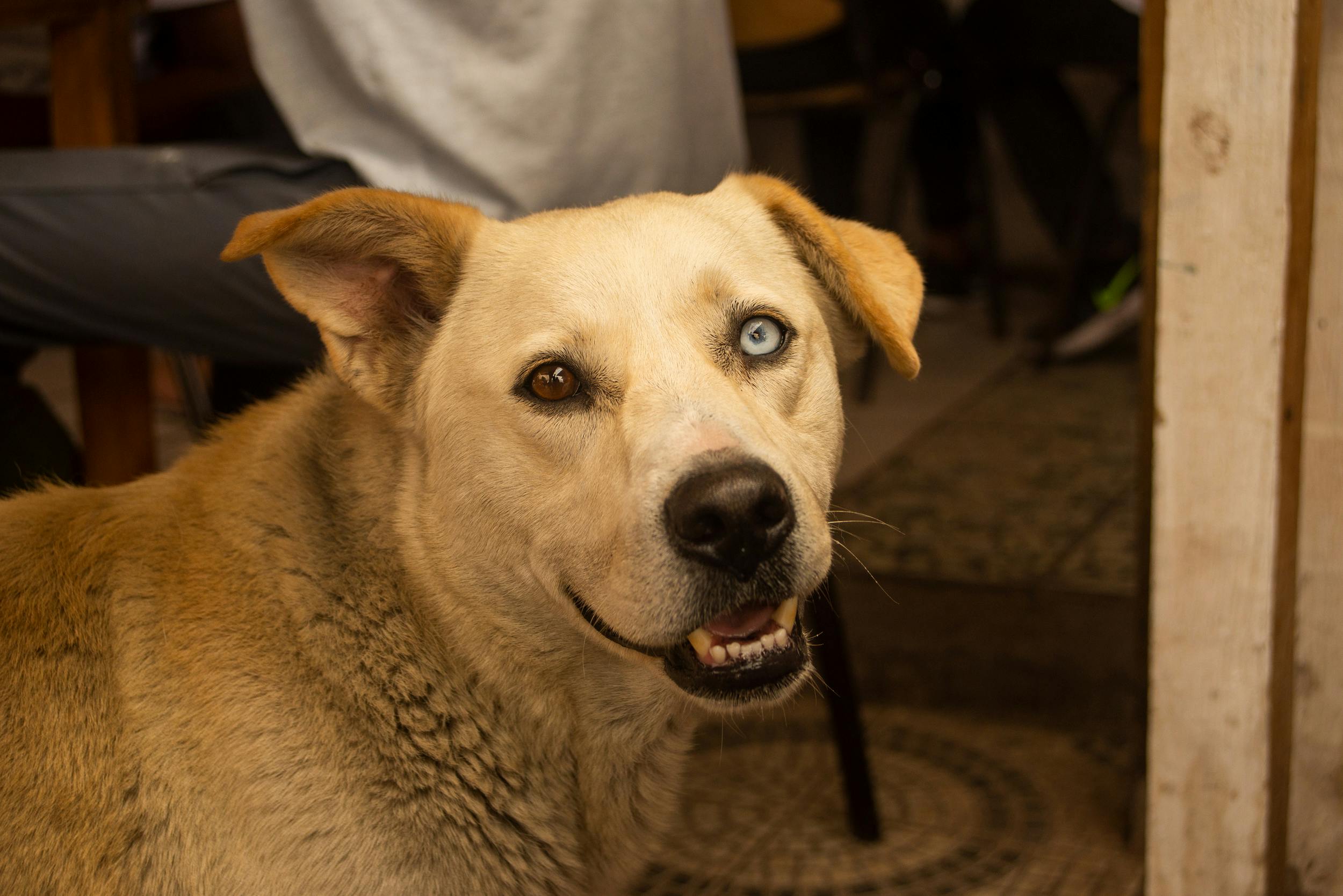 Wat is een VvE en waarom is het belangrijk?