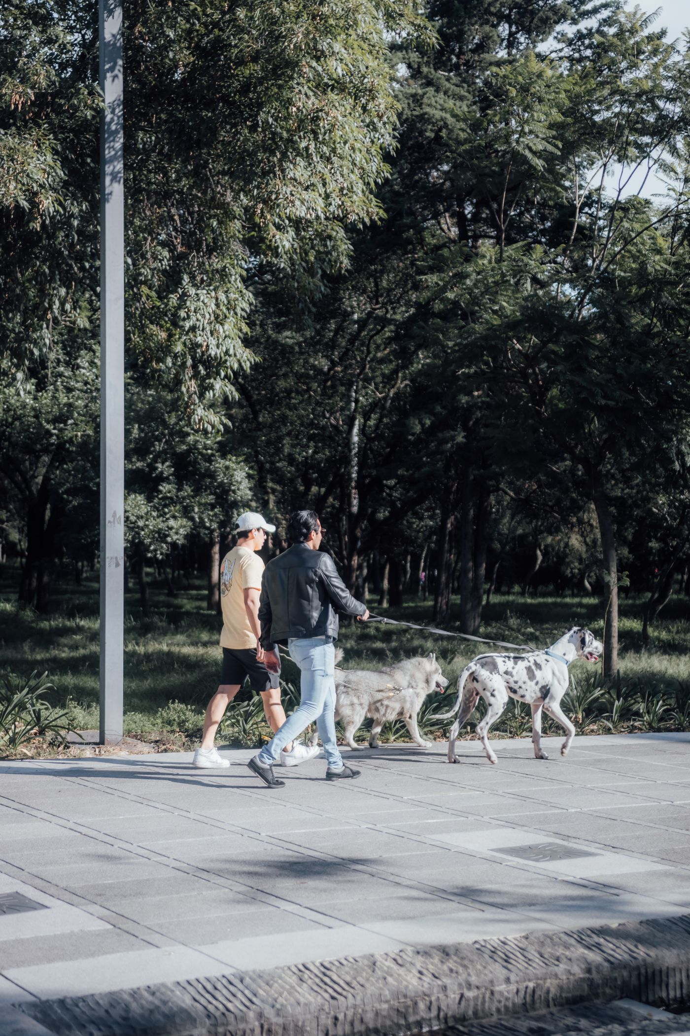 Dos personas pasean perros en un parque de Ciudad de México