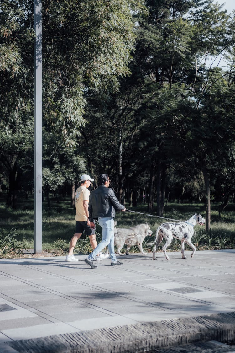 Men Walking Their Dogs