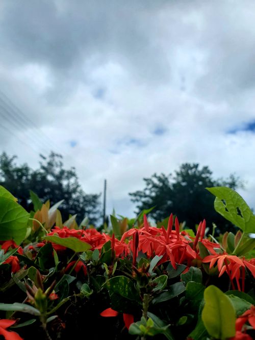 Free Flowers ft. Dark skies Stock Photo