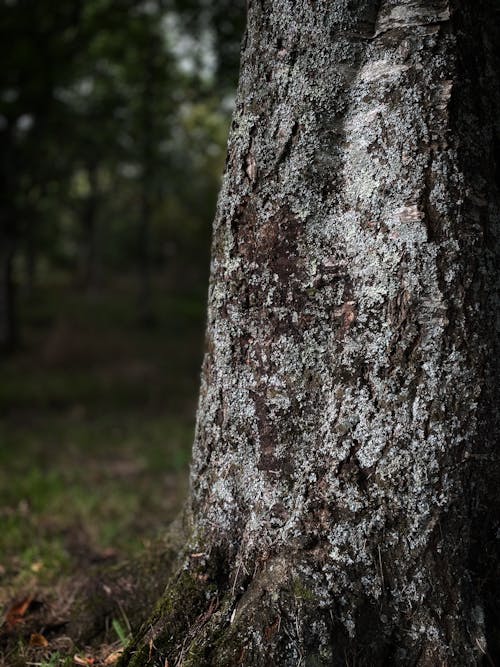 Fotos de stock gratuitas de árbol, bañador, de cerca