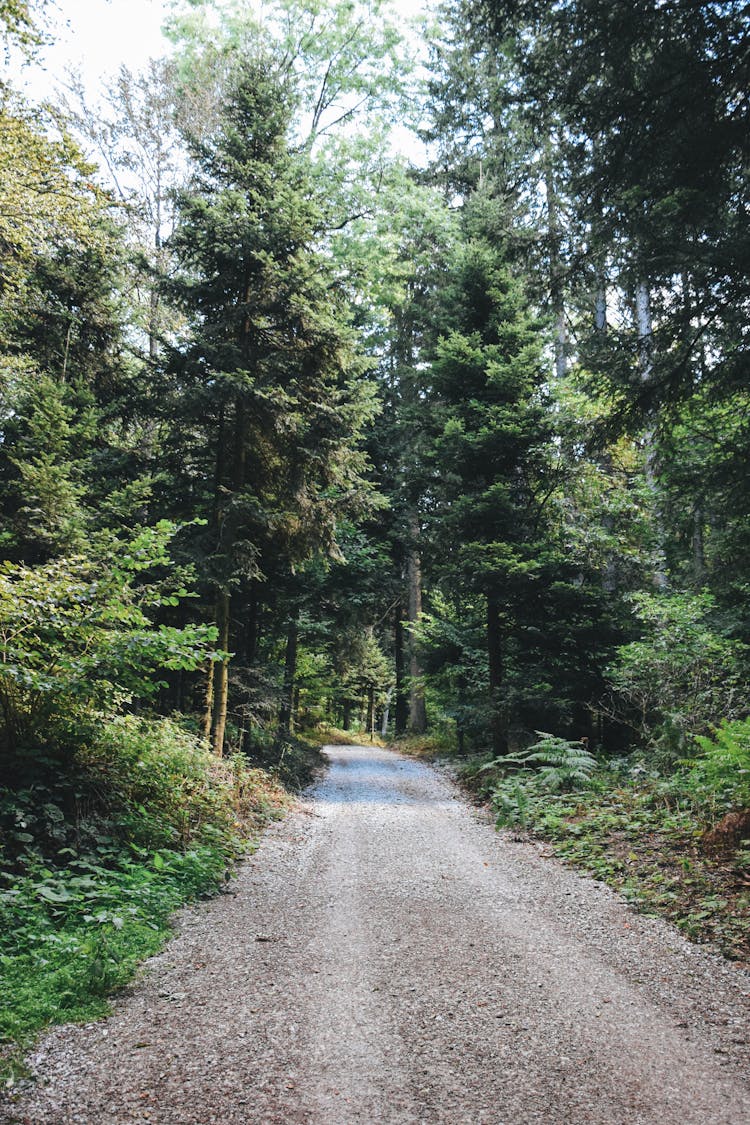 Road Between Green Trees