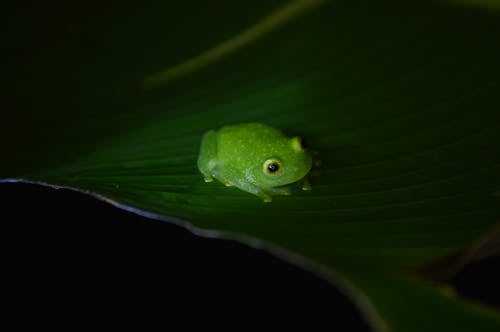 Photo of Green Frog on Leaf