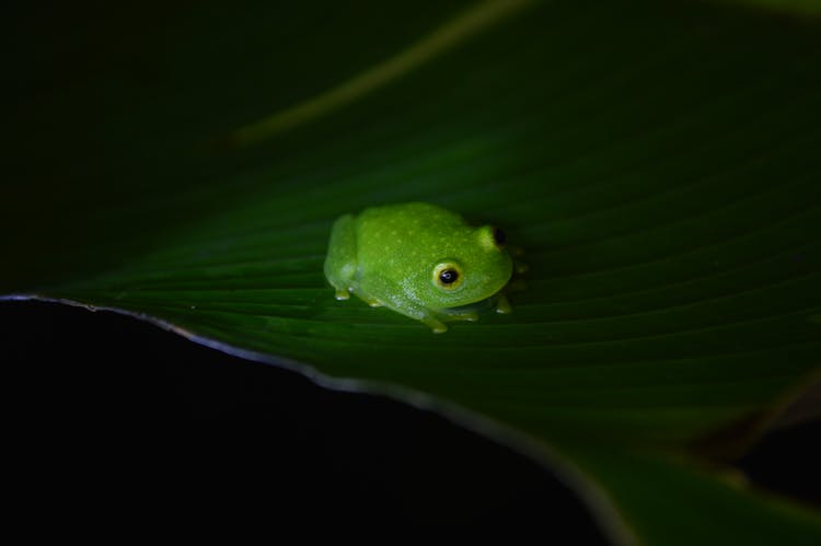 Photo Of Green Frog On Leaf