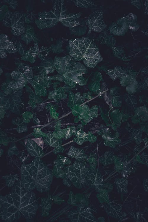 Close-up of Dark Ivy Leaves 