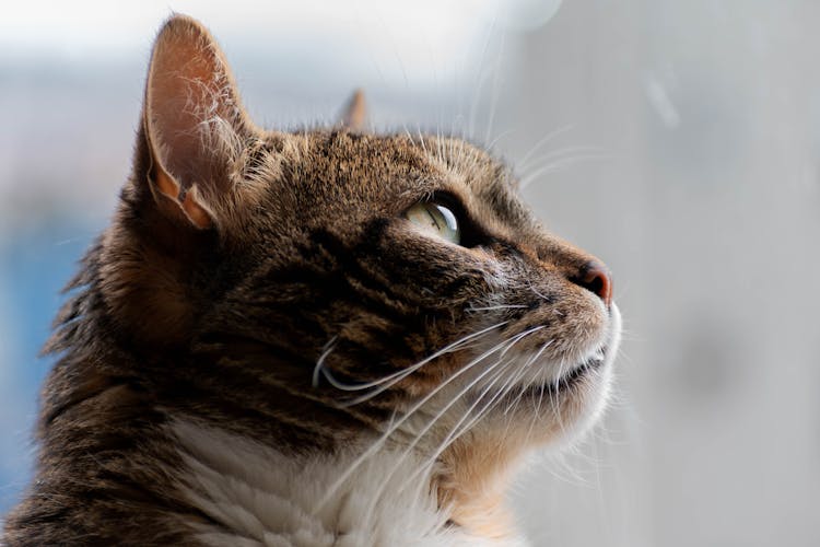 Close-up Of The Head Of A Brown Cat