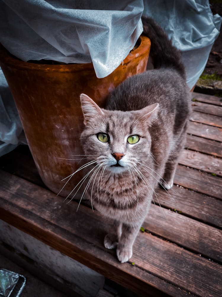 Close Up Photo Of A Cat