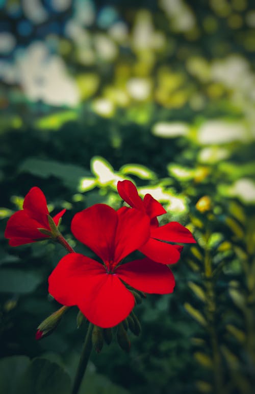Free stock photo of flower, garden, red Stock Photo