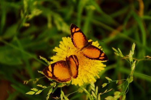 Foto d'estoc gratuïta de flor groga, flors boniques, fons verd