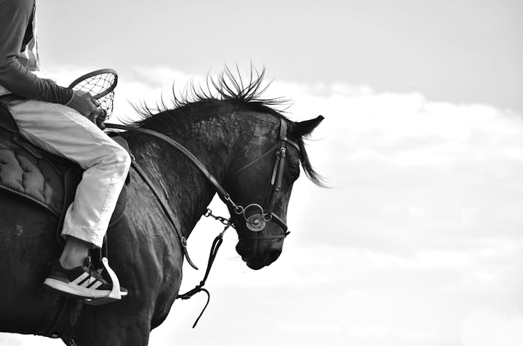 Grayscale Photo Of A Horse