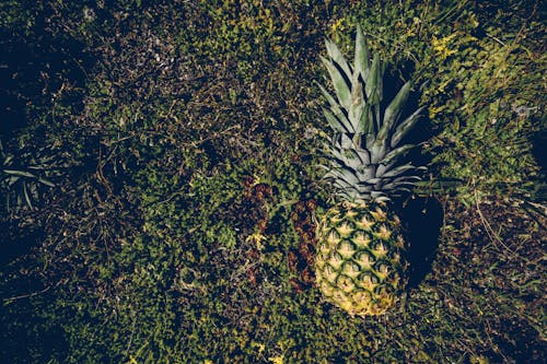 Gratis lagerfoto af ananas, baggrund, blade