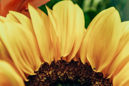 Free Detailed close-up of vibrant sunflower petals and seeds, highlighting texture. Stock Photo