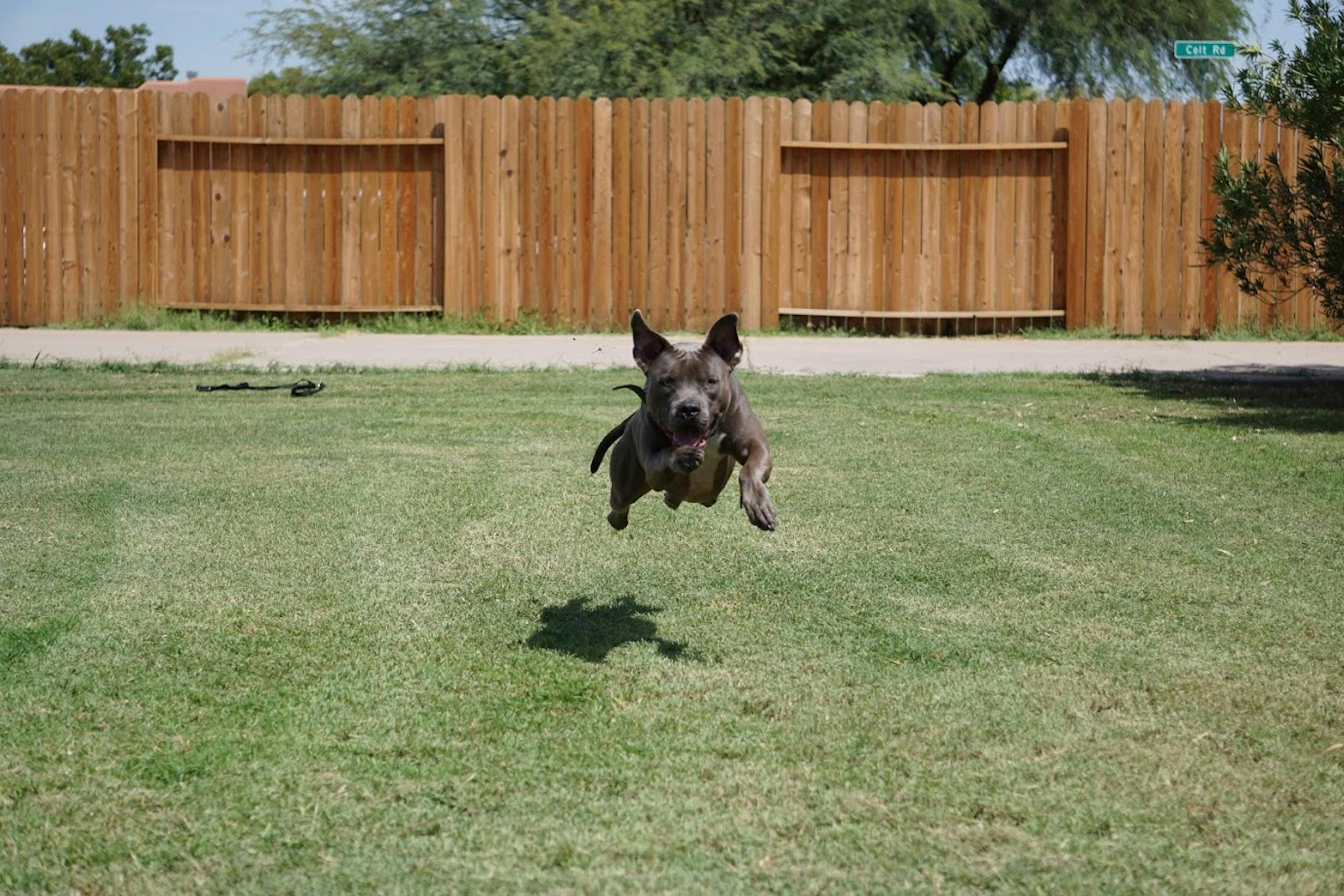 Free stock photo of blue nose pit bull dog, dog leaping, dog playing