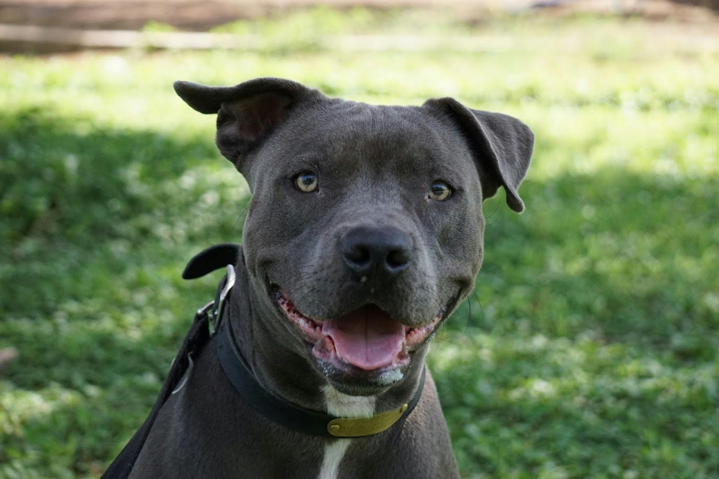 Free stock photo of blue nose dog, blue nose pit bull portrait, dog head