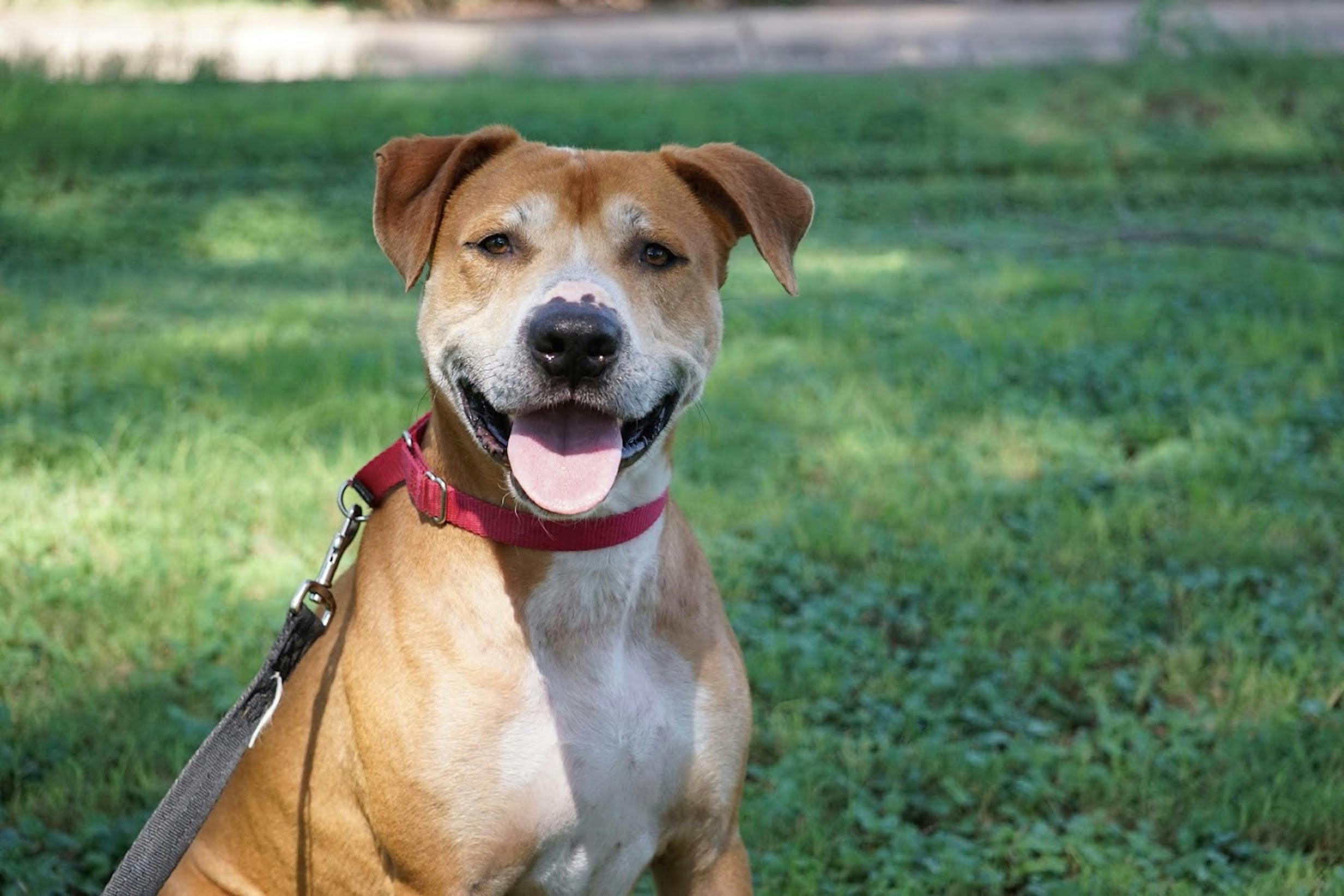 Foto Stok Gratis Tentang Anjing Coklat Dan Putih Anjing Pit Bull