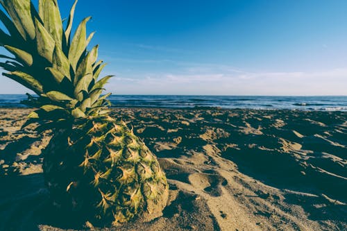 Kostnadsfri bild av ananas, blå himmel, hav