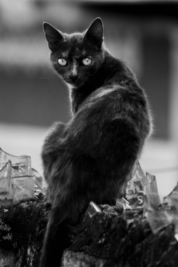 Cat On Grayscale Photography