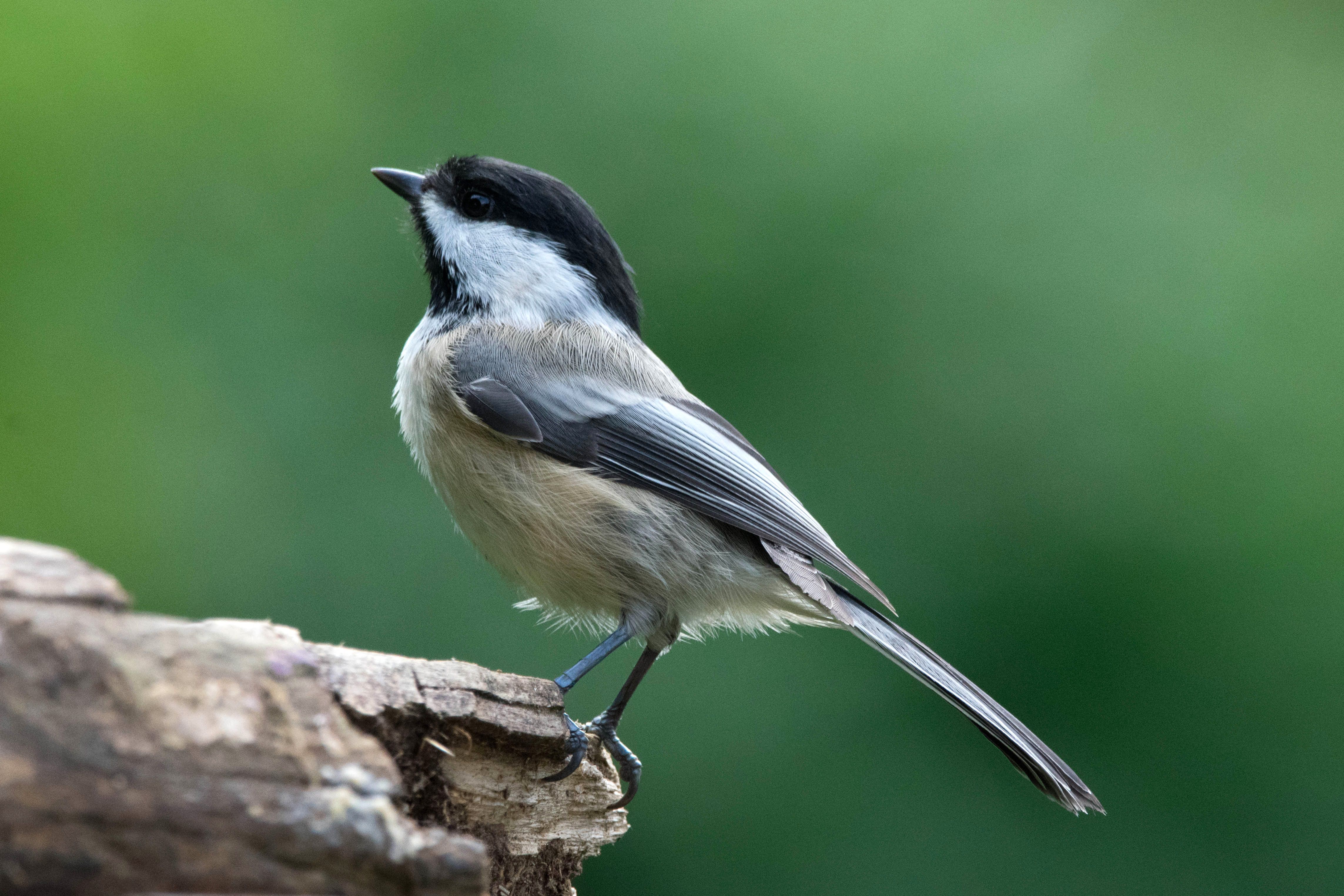 Black Capped Chickadee Bird Free Stock Photo