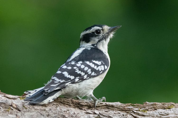 Downy Woodpecker