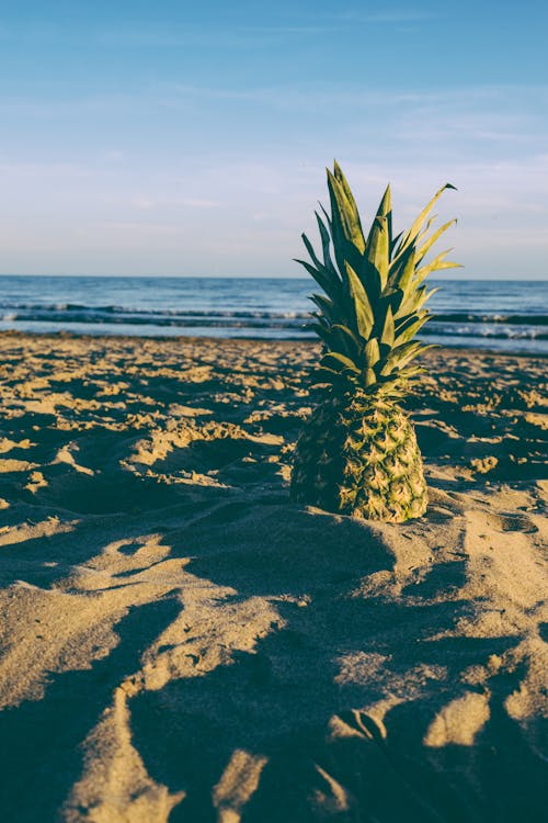 Kostnadsfri bild av ananas, blå himmel, hav