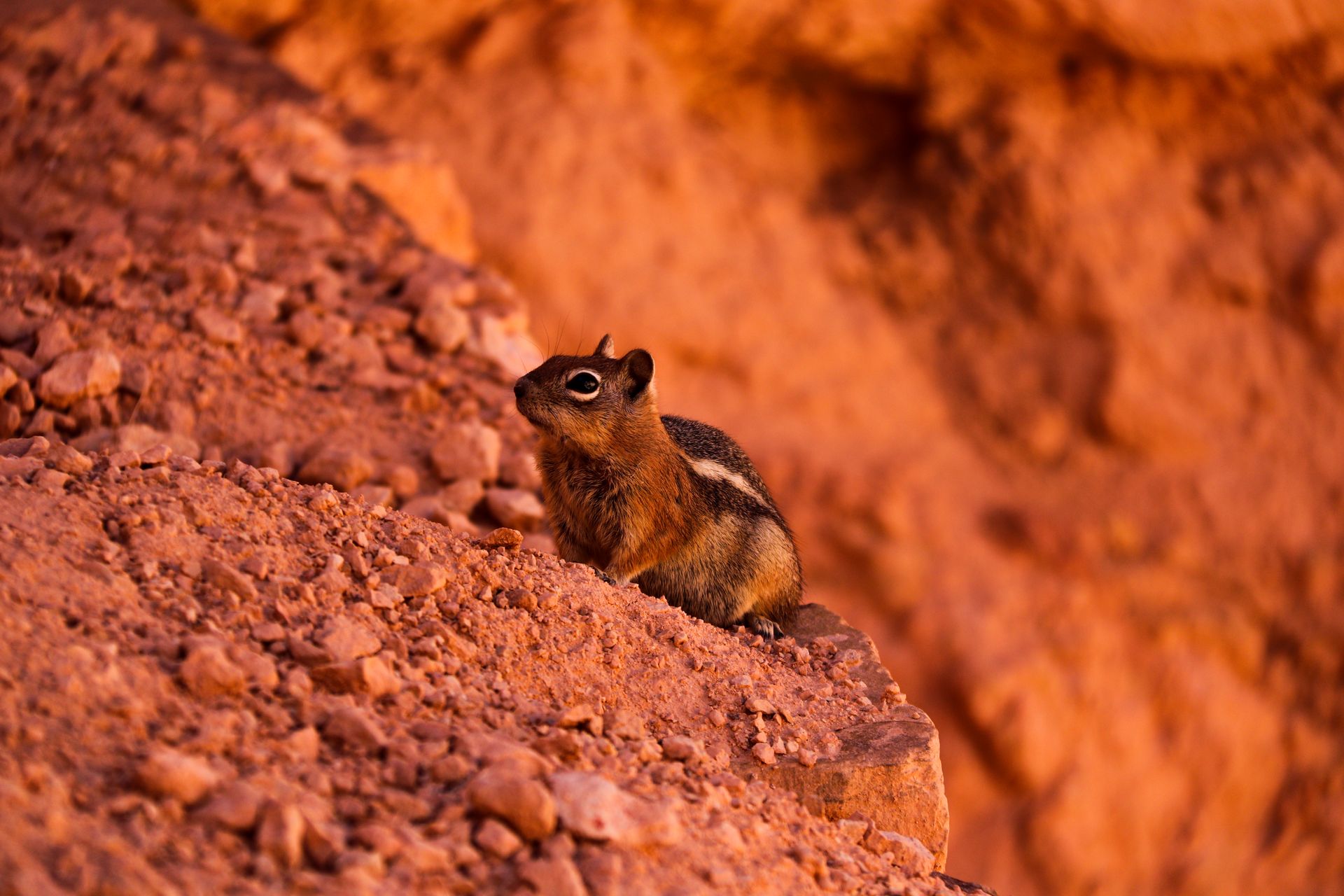 Close-up of a chipmunk perched on reddish rocky terrain in a desert setting.