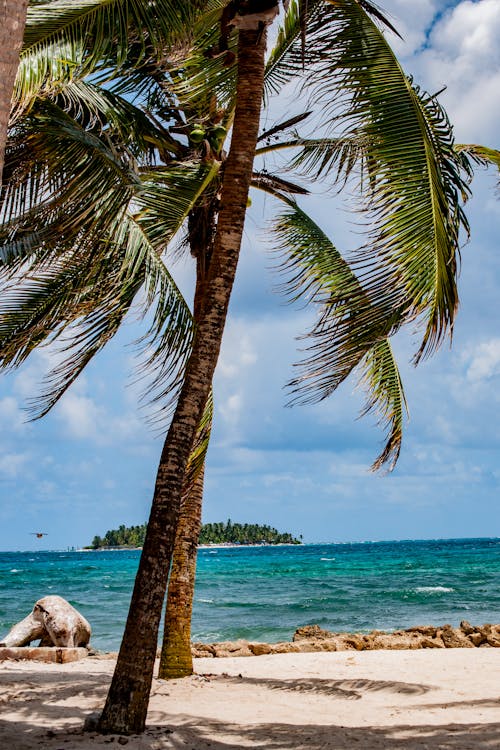 Palm Tree on Sand Beach near Ocean