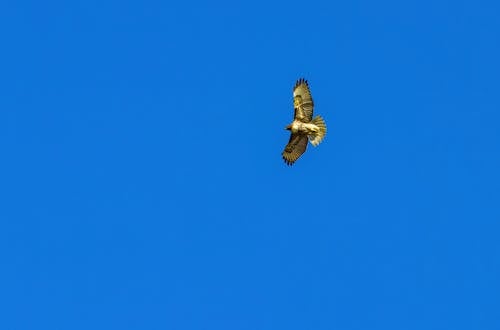 Foto d'estoc gratuïta de àguila, ales, au