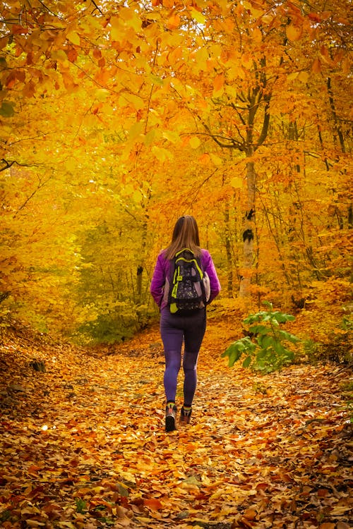 Foto profissional grátis de árvores, caminhada, declínio