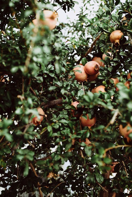 Kostnadsfri bild av frukt, frukt bär träd, granatäpple