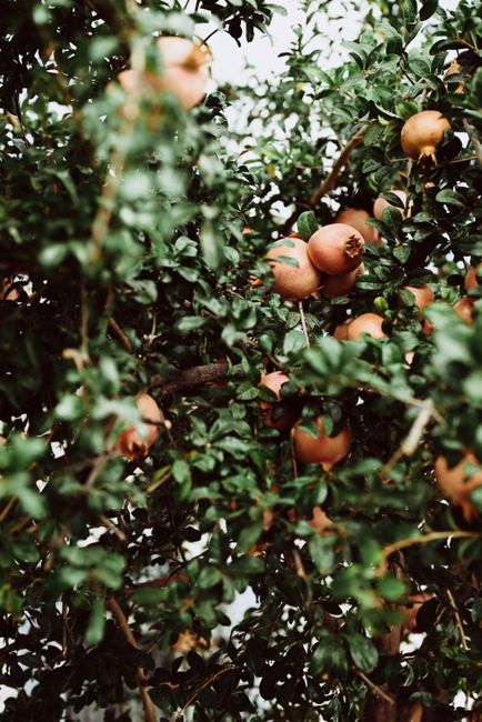 A vibrant pomegranate tree filled with ripe and unripe fruits amidst green leaves.