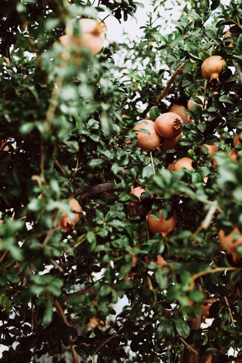 Free A vibrant pomegranate tree filled with ripe and unripe fruits amidst green leaves. Stock Photo