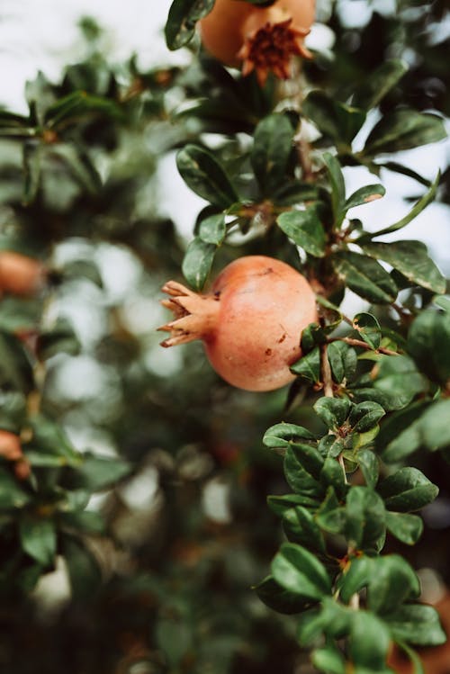 Close Up shot of Pomegranate Fruit