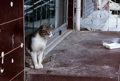 A Cat Sitting Outside of a Building 