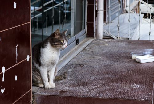 Free A stray cat sits calmly on an urban building's step near glass windows. Stock Photo