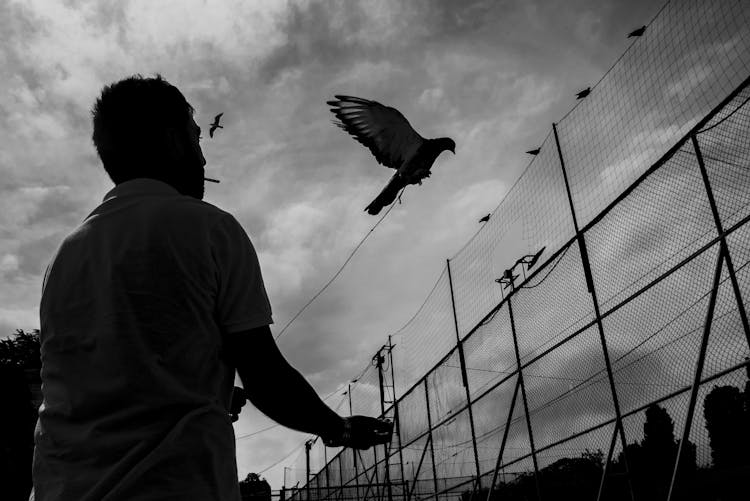 Man Training Birds 