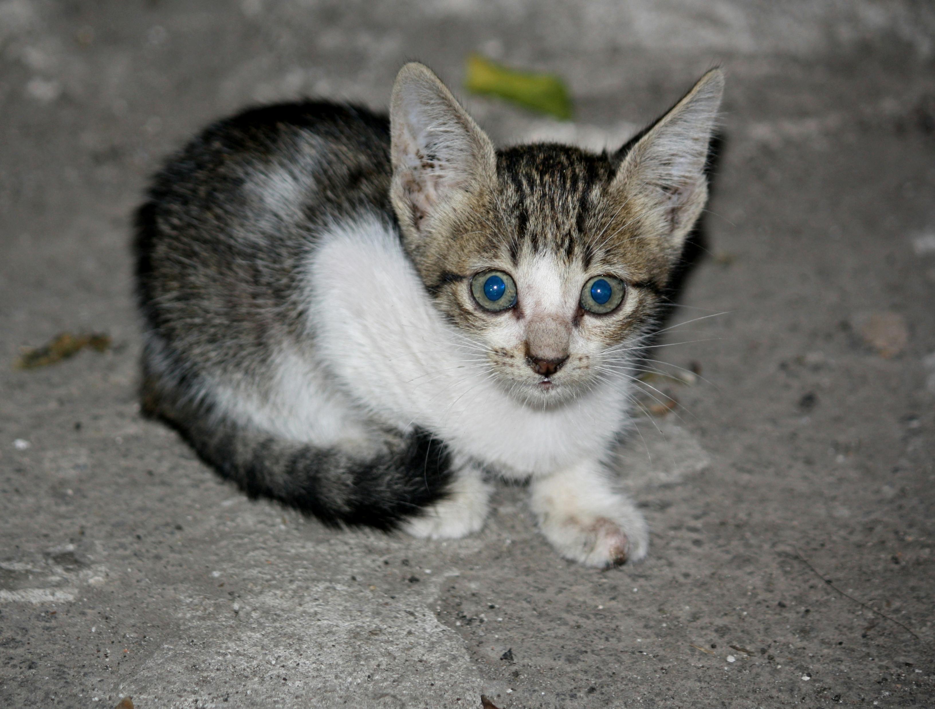 Kostenloses Foto Zum Thema Blaue Augen Katze Schwarz Und Weiß