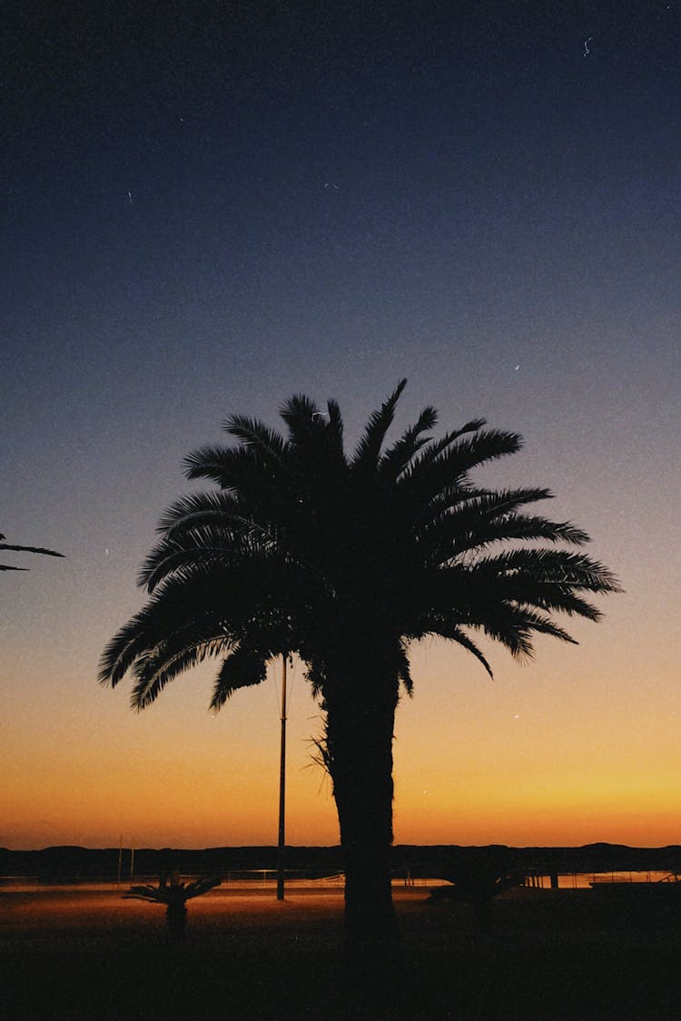 Silhouette Of Palm Tree During Sunset