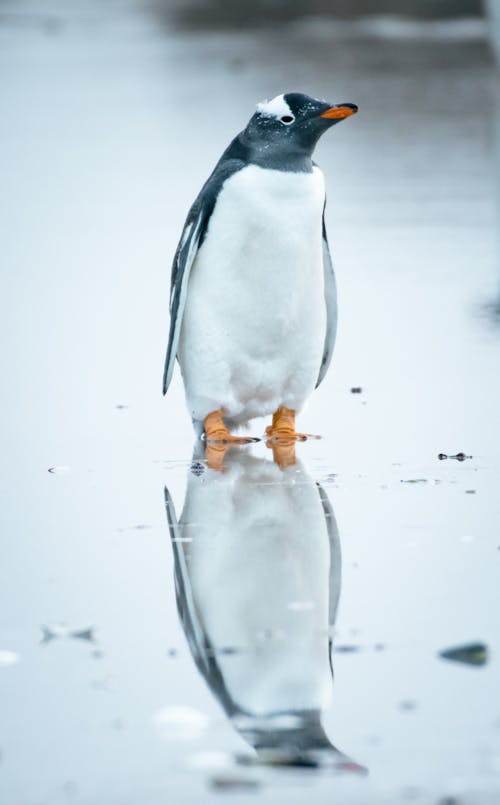 Penguin Standing on Water on Ground