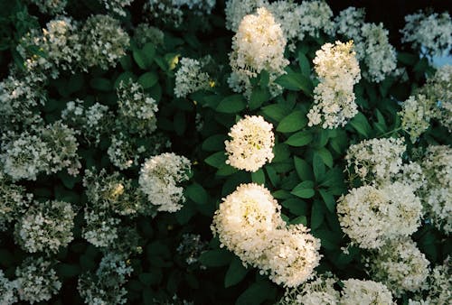 Immagine gratuita di bouquet, fiore, giardino