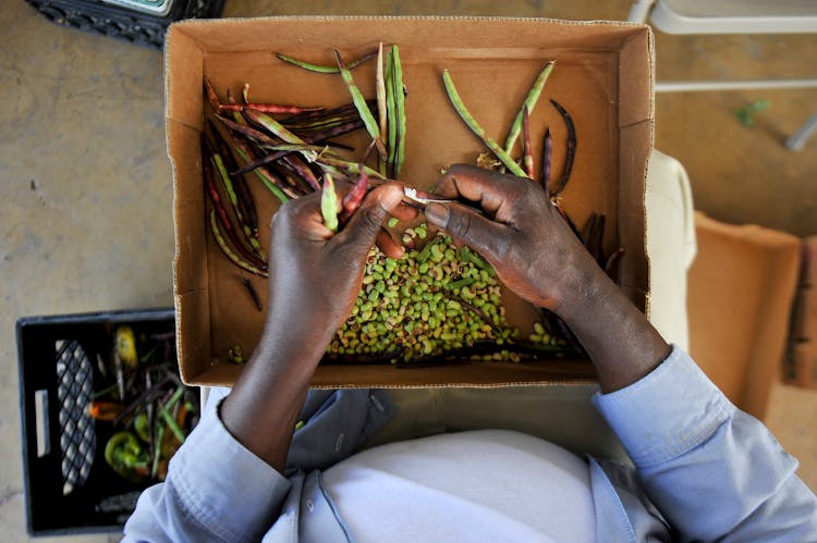 Hands Of A Person Picking Vegetable Seeds