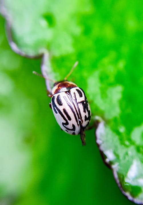 Close-Up Shot of Calligrapha on Green Leaf