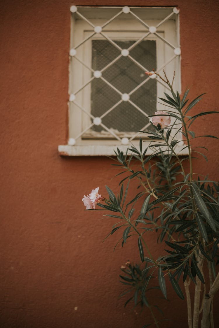 Photo Of A Plant Near A Window