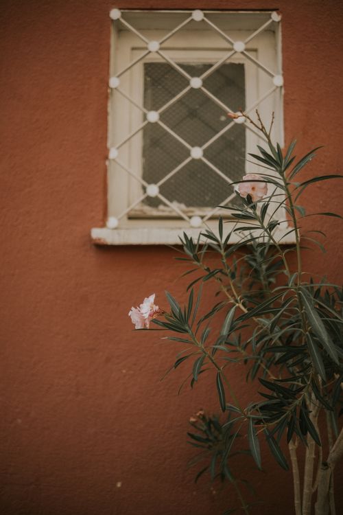 Free A charming rustic scene featuring a window with a blossoming oleander plant against a textured wall. Stock Photo