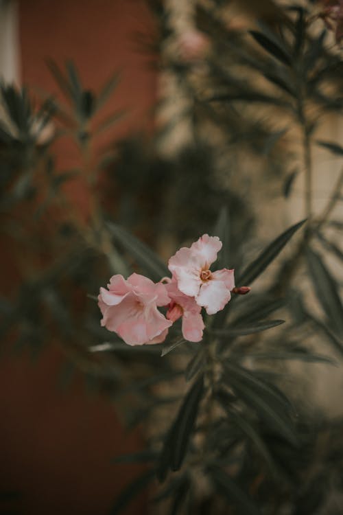 Nerium Oleander Flowers