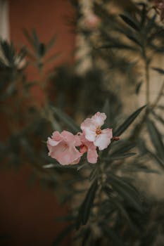 Delicate pink oleander flowers in a serene outdoor setting.